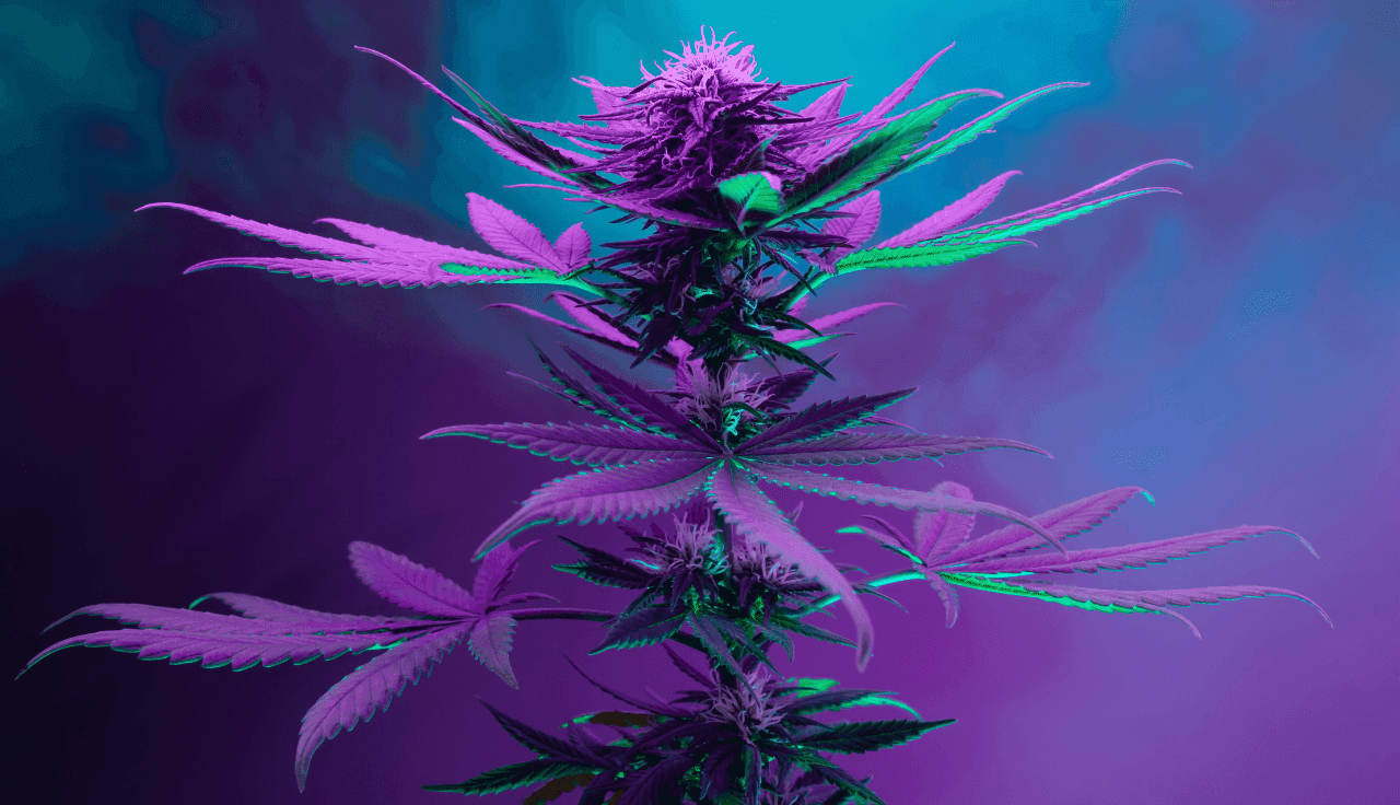 Cannabispflanze wird Lila und Blau ausgeleuchtet